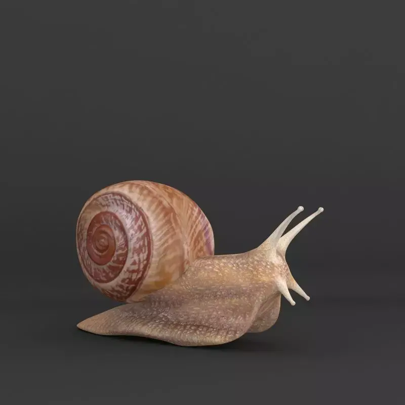 Snail 3D model 3