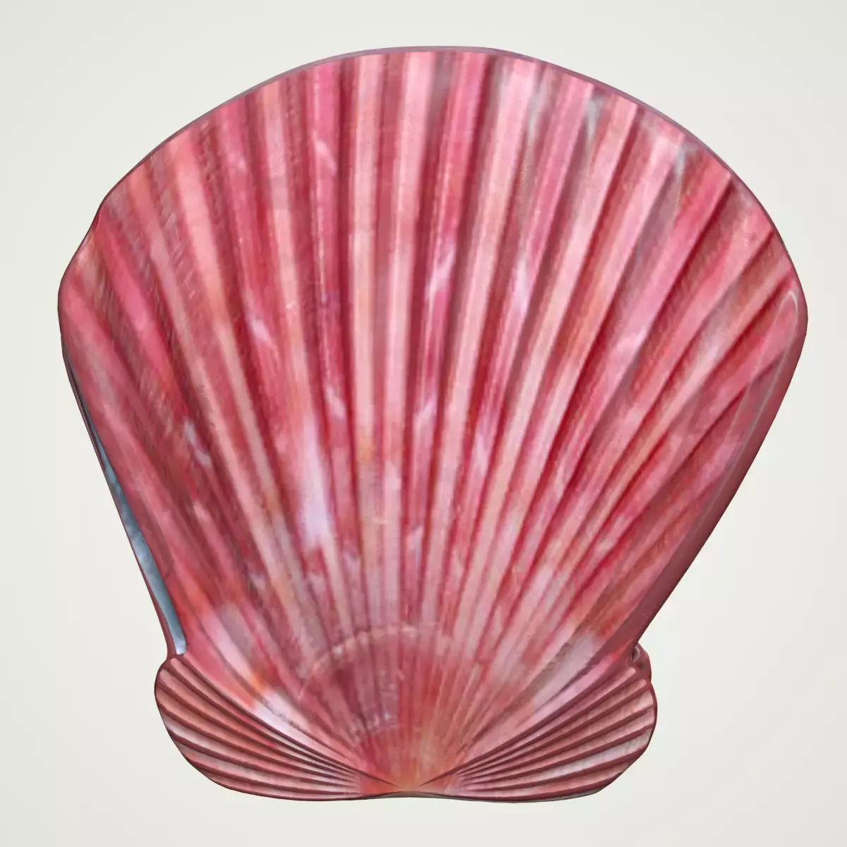 Sea Shell Scallop Pecten shell 4K 3D model