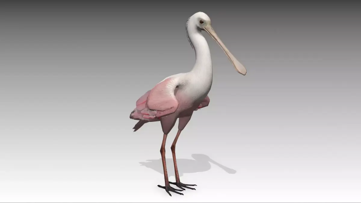 Roseate Spoonbill Low-poly 3D model
