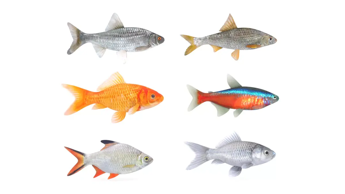Fish Collection 3D model purchase