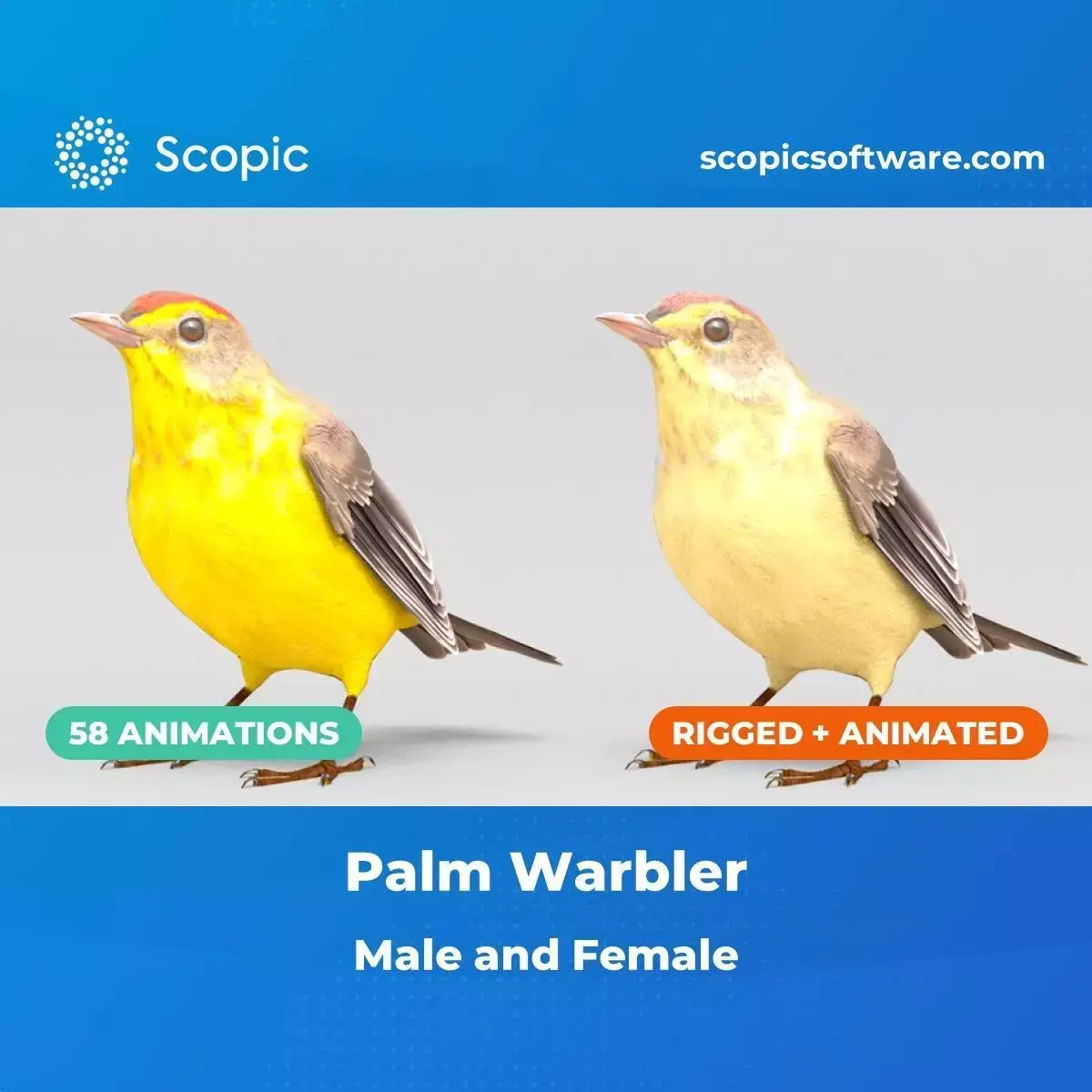 3D Bird Pack Palm Warbler Male and Female Low-poly 3D model