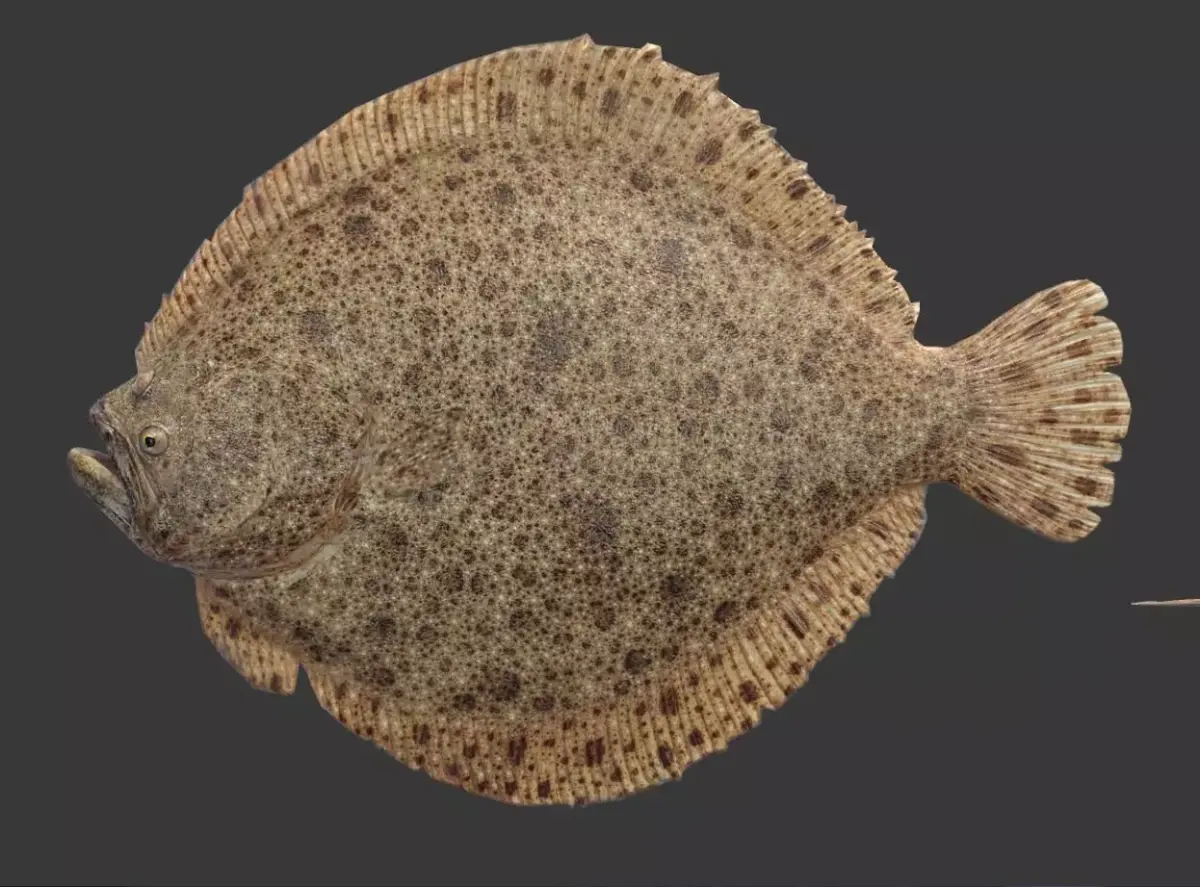 flounder fish Low-poly 3D model