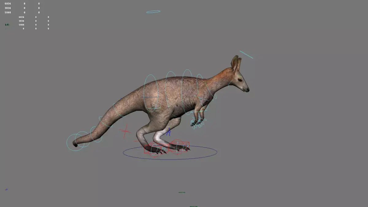 kangaroo australia wallabie red hop outback marsupial  3D model