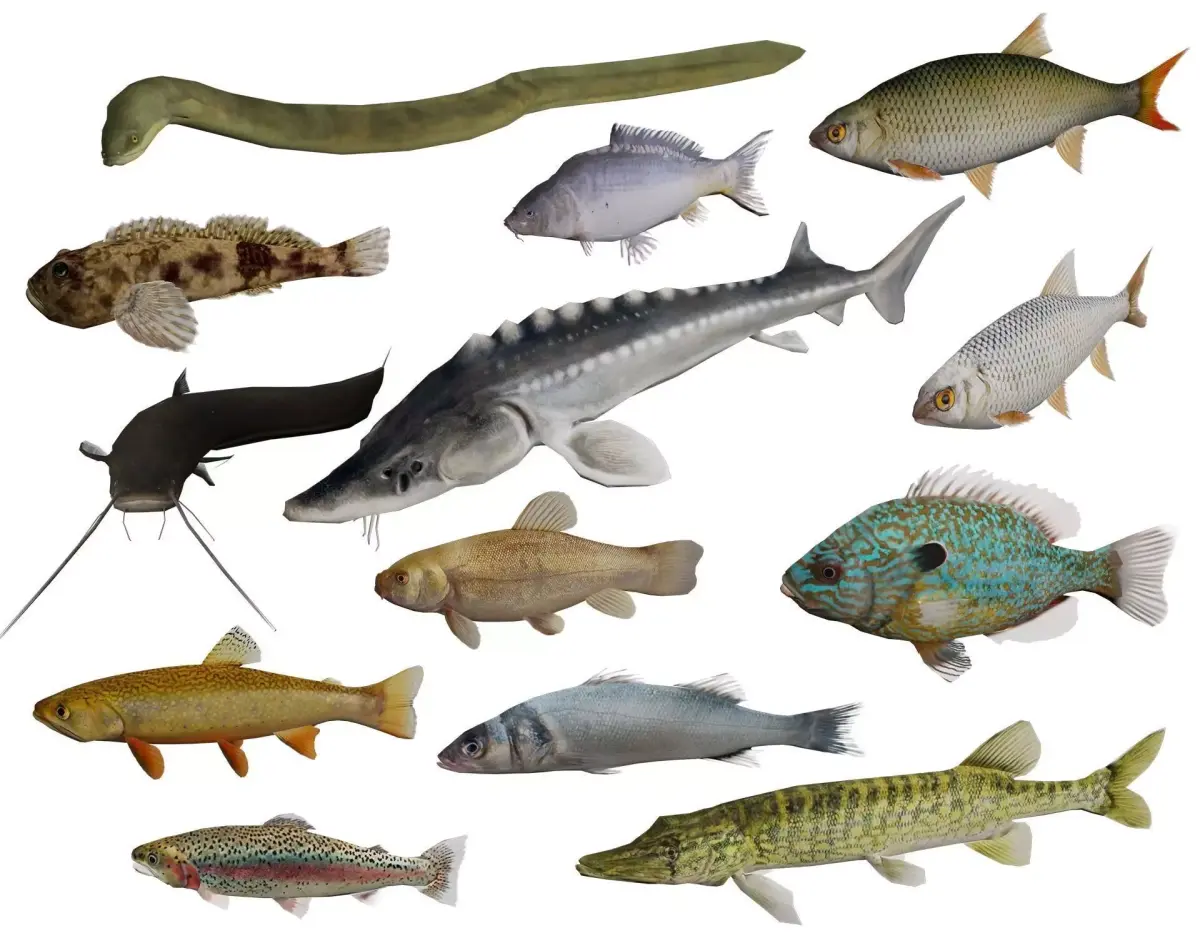 Freshwater fish pack Low-poly 3D model