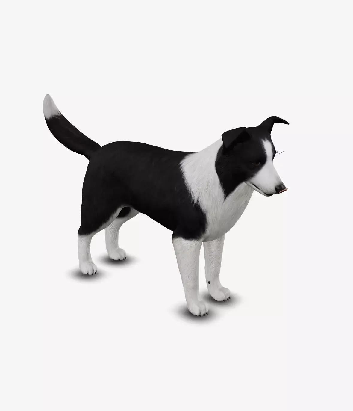dog border collie Low-poly 3D model