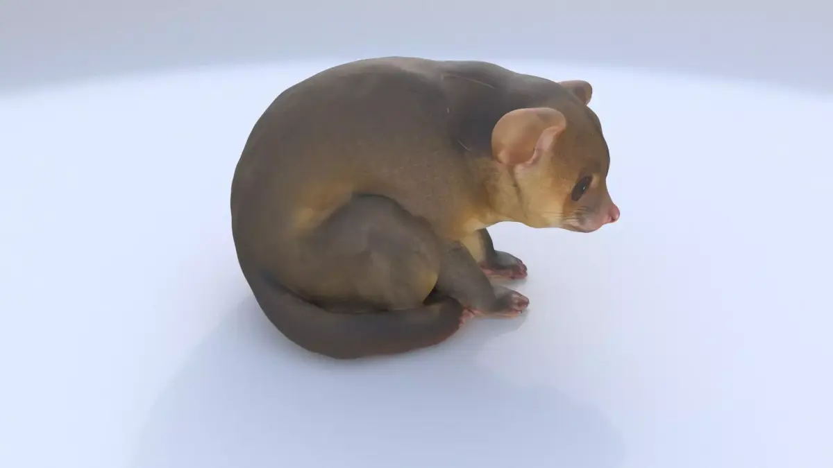 Kinkajou 3D model