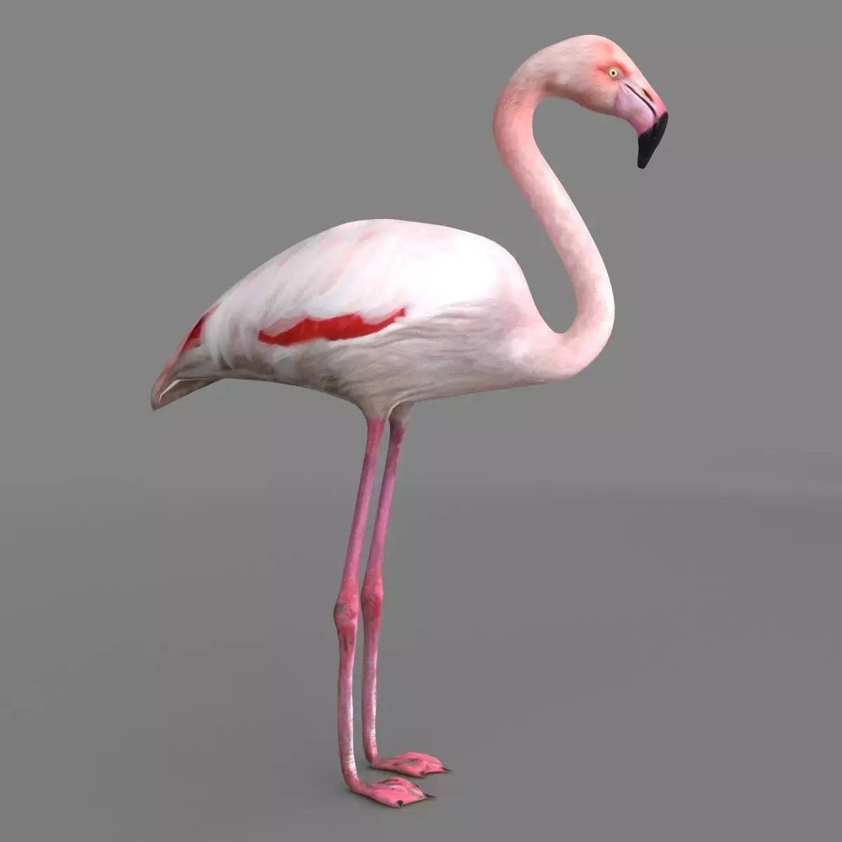 3D model Flamingo 3D model