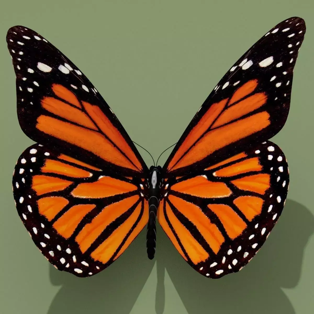 Monarch Butterfly 3D model