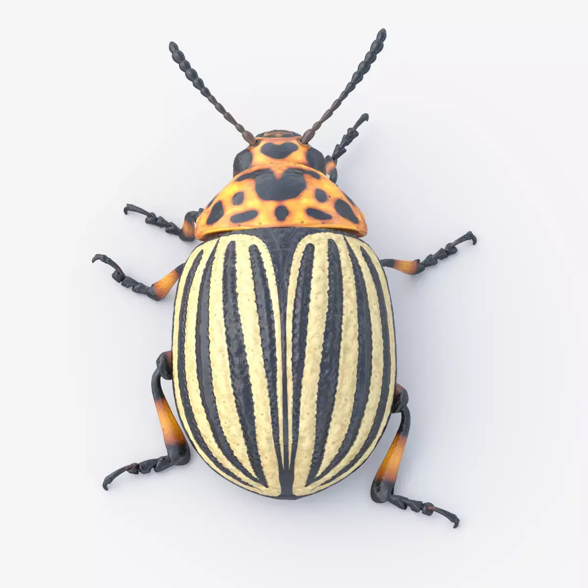 Colorado Potato Beetle Light 3D model