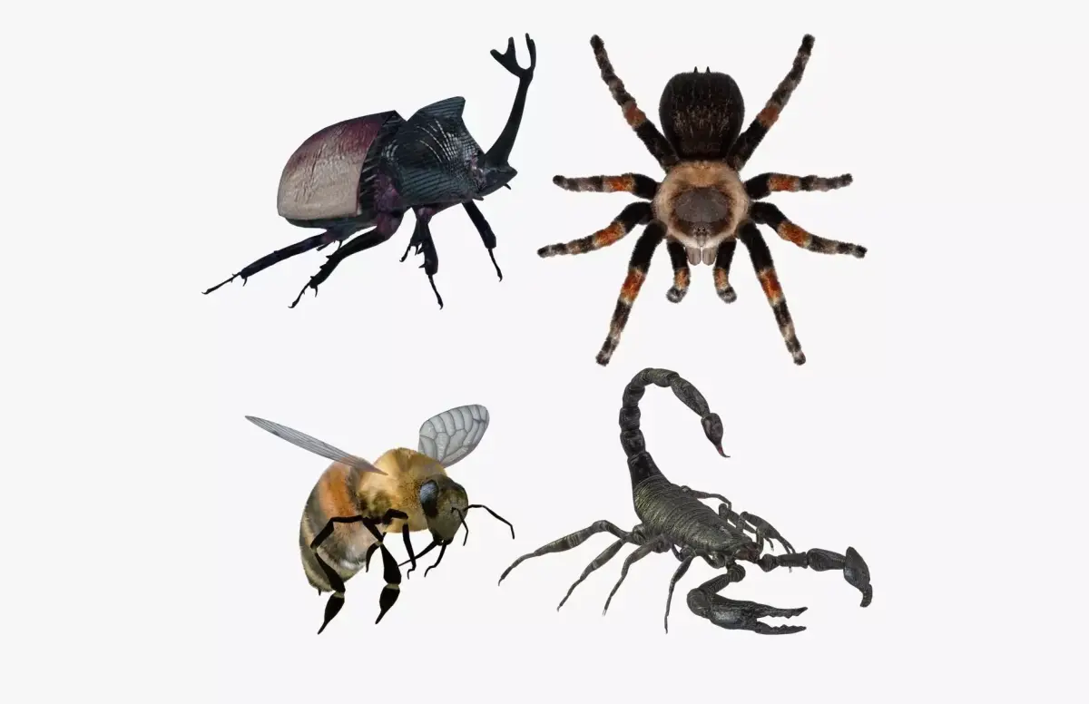 Insects Pack 2 3D model