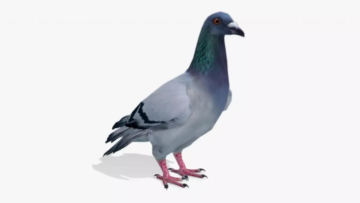 Pigeon Low-poly 3D model 3