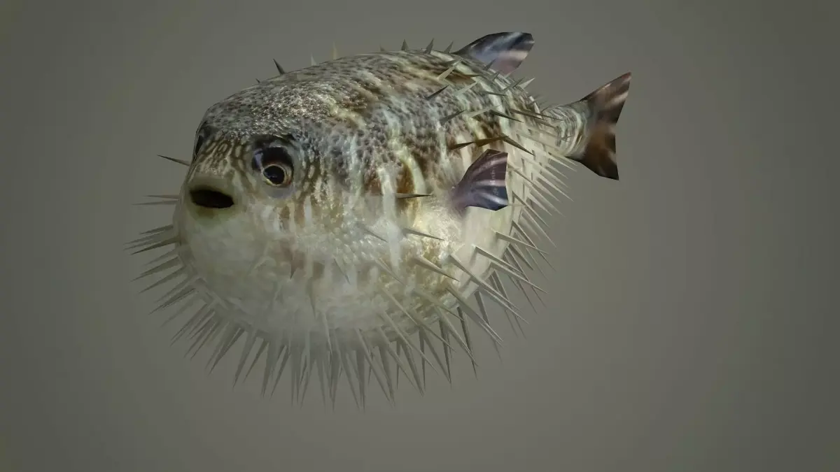 Sealife  Puffer fish Sealife - Puffer fish sea ocean fish  3D model