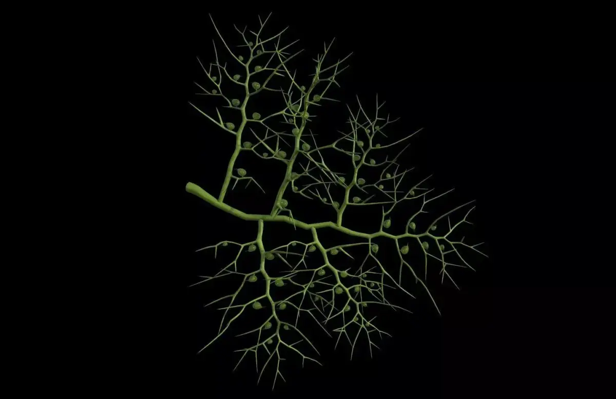 3D Utricularia model branch of plant Low-poly 3D model