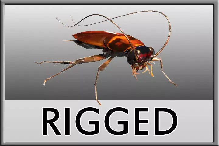 Cockroach Rigged 3D model