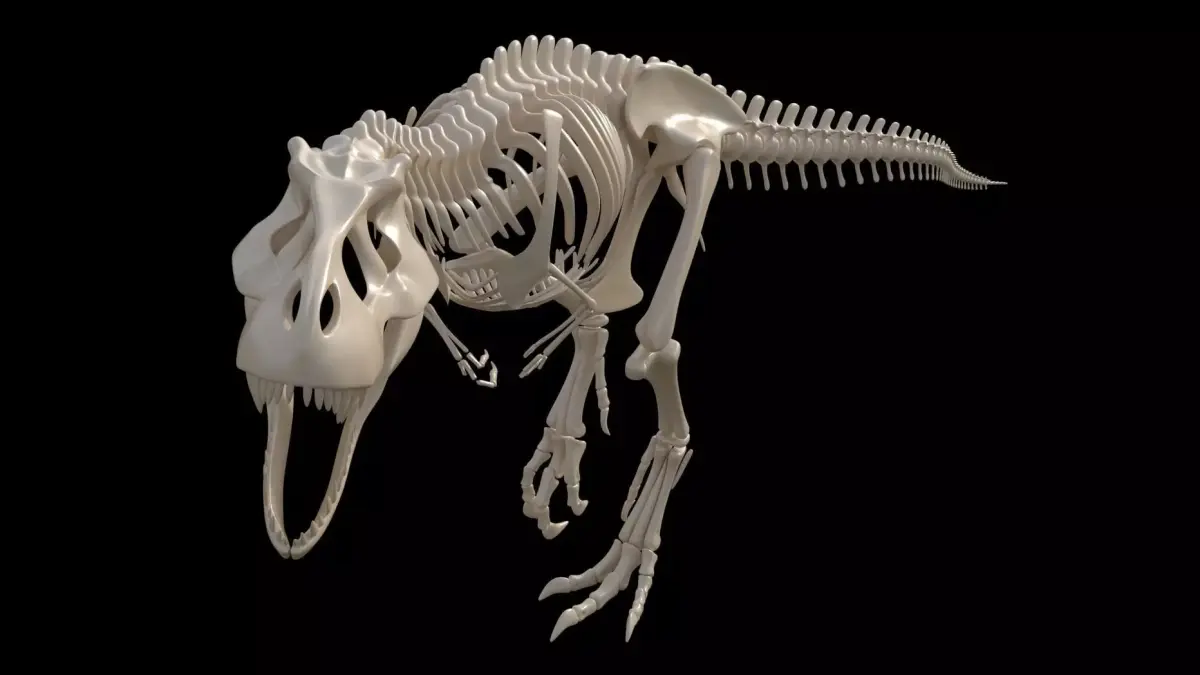 dinosaur t - rex skeleton 3D model