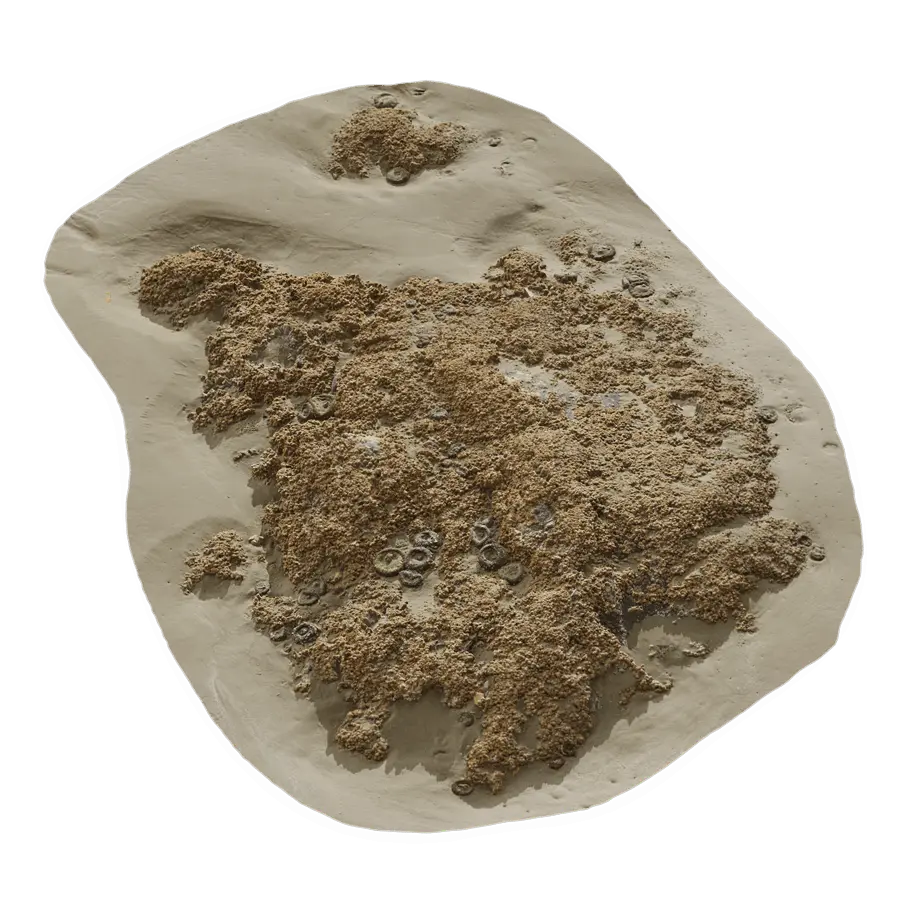  Medium Barnacle Covered Beach Rock Model  purchase