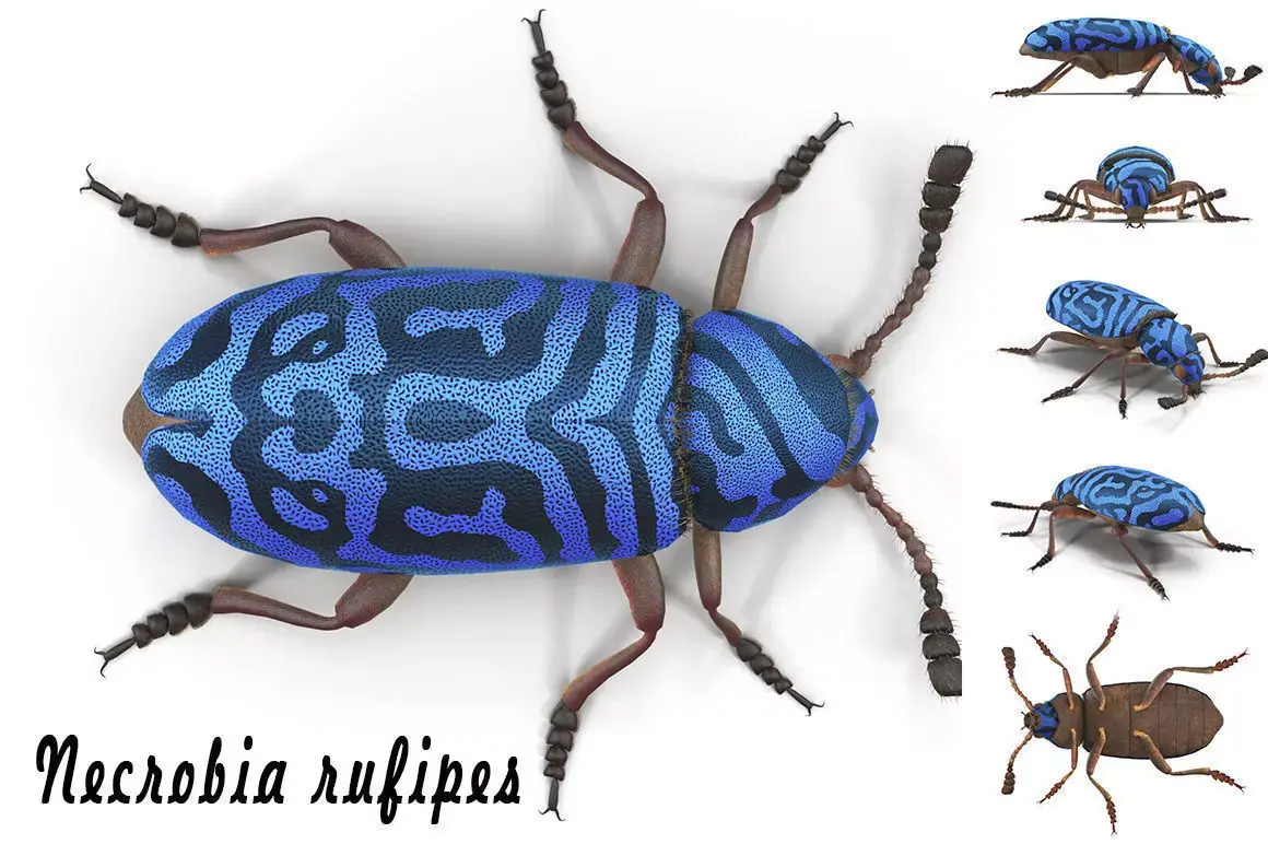 Necrobia rufipes 3D model