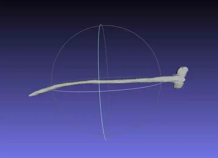 Psittacosaurus Anterior Cervical Rib Free 3D print model