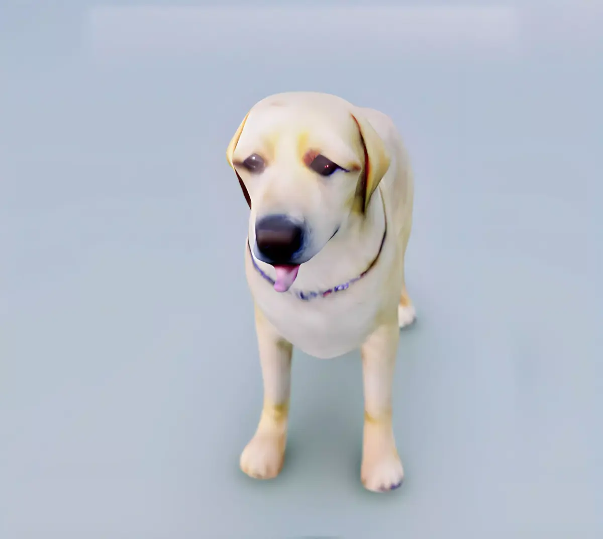 English Cream Labrador Retriever 3d hyper realistic 3D model