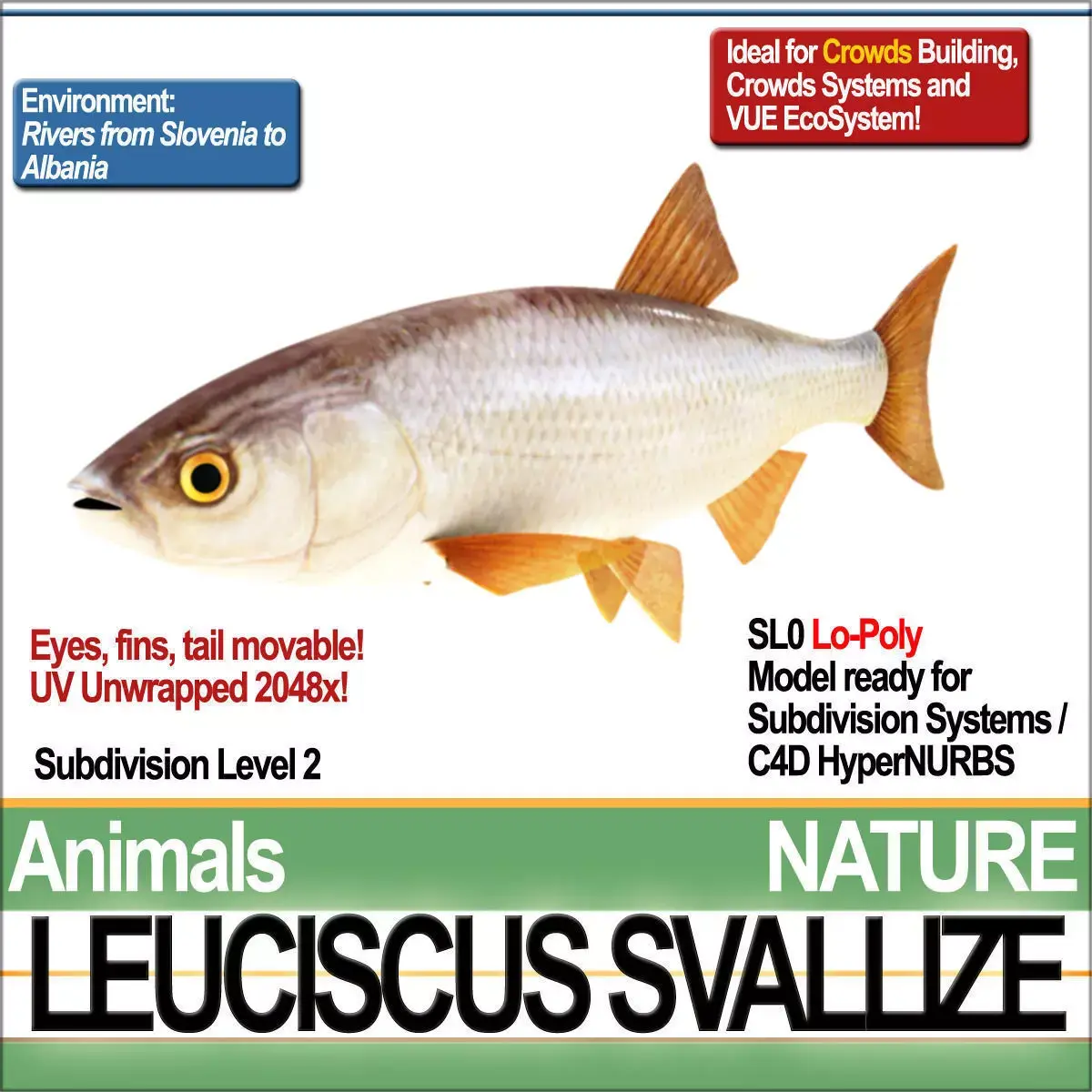 Leuciscus Svallize 3D model