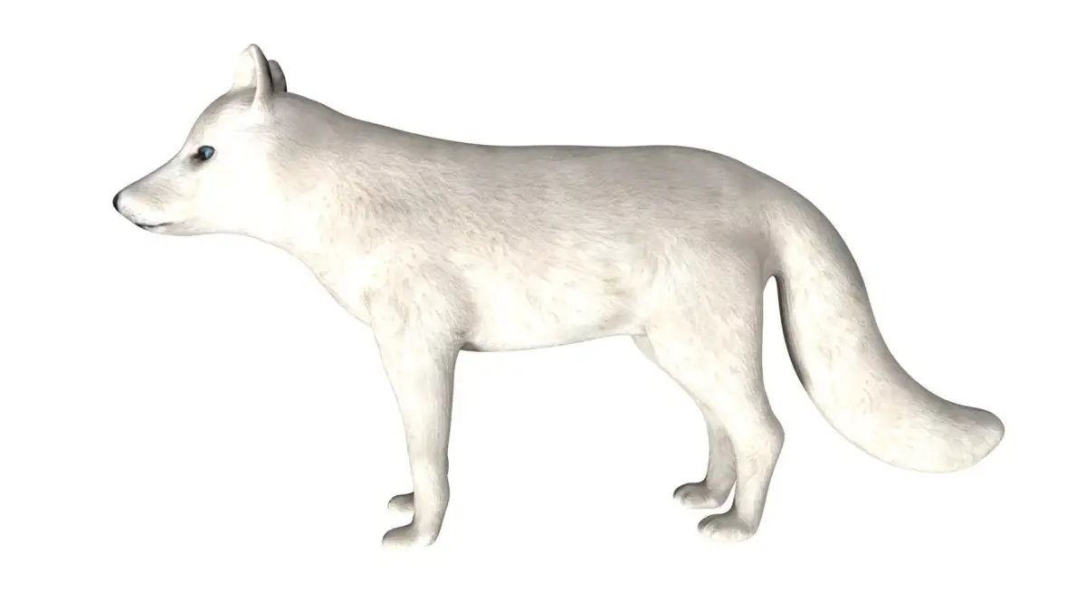 Arctic Fox Low-poly 3D model