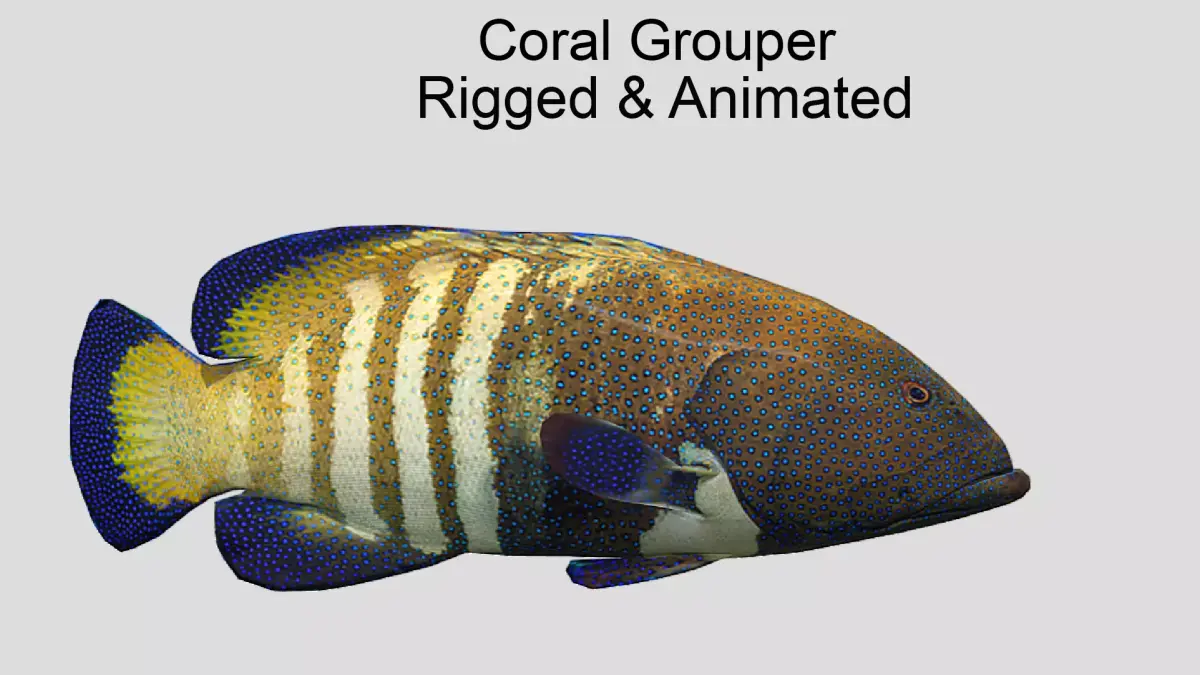 Coral Grouper Realistic Animated Low-poly 3D model