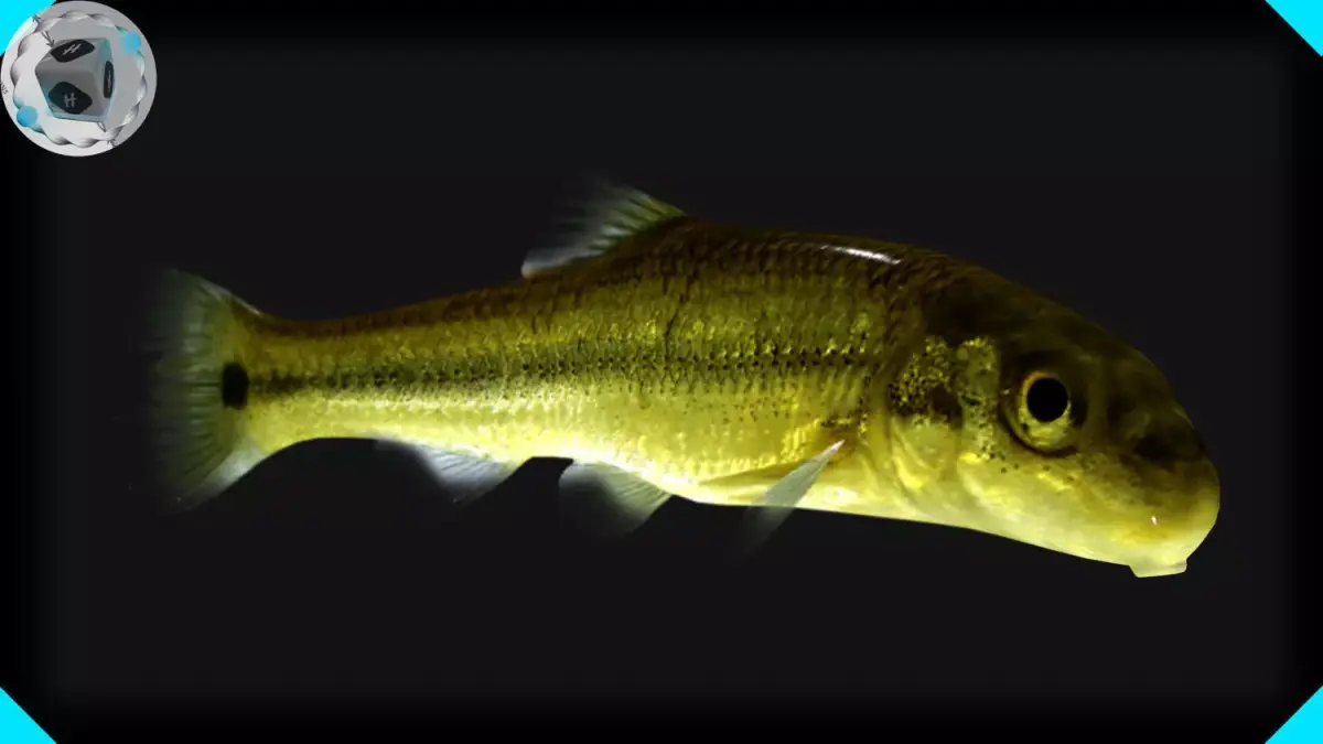 Sucker Minnow 3D model