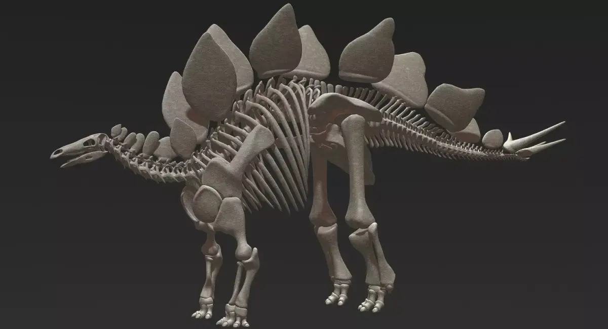 Stegosaurus Skeleton 3D 3D model