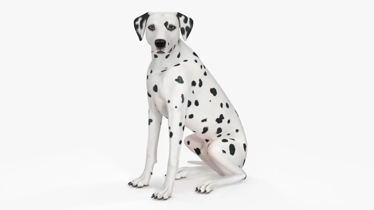 Dalmatian Dog Sitting Pose 3D model