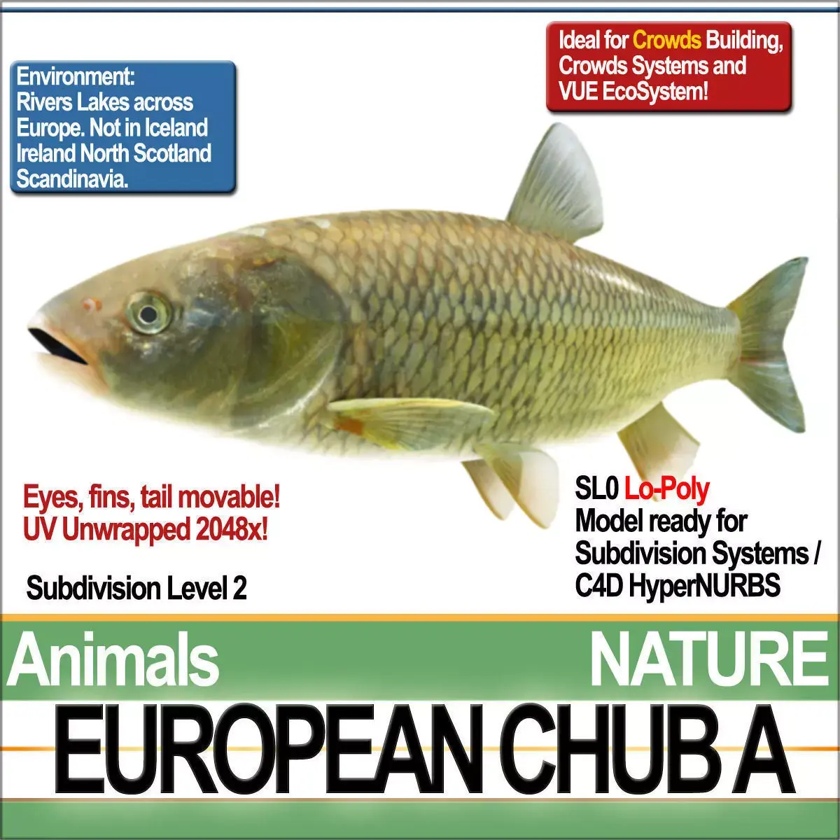 European Chub A 3D model