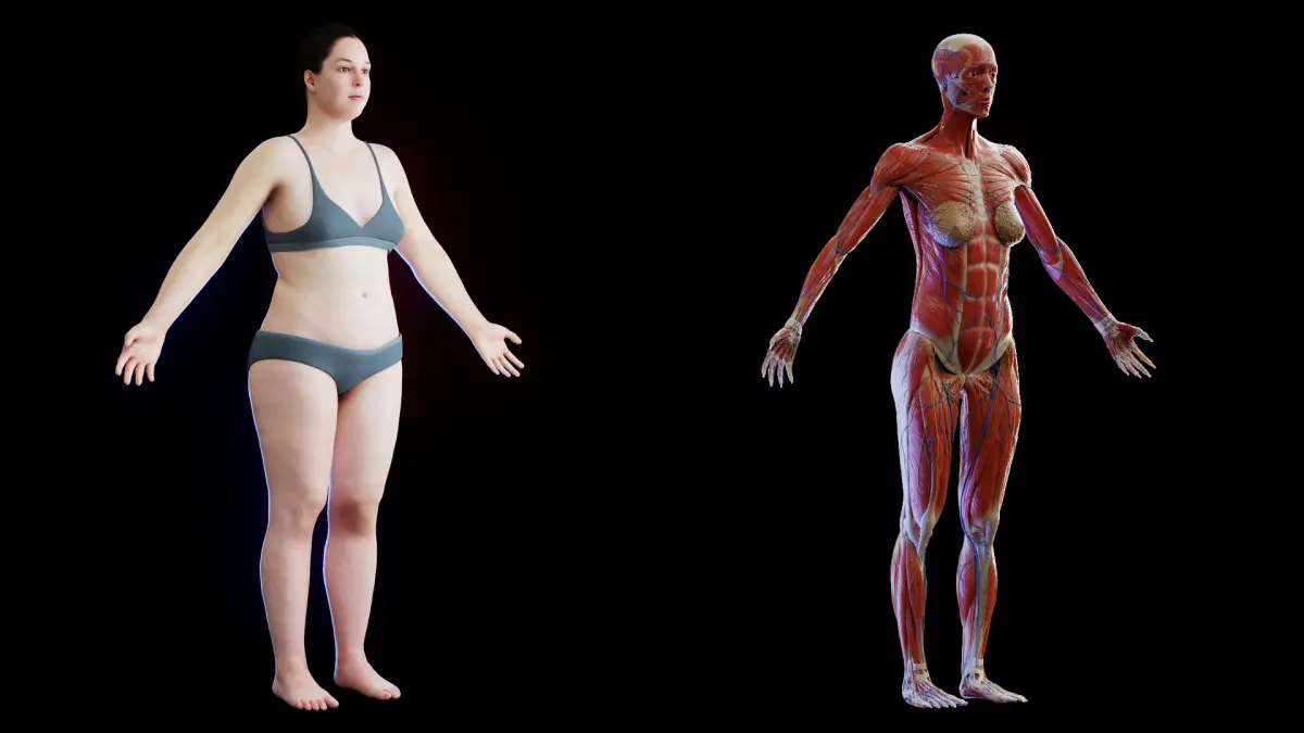 Human Complete Anatomy Obese Female 3D model