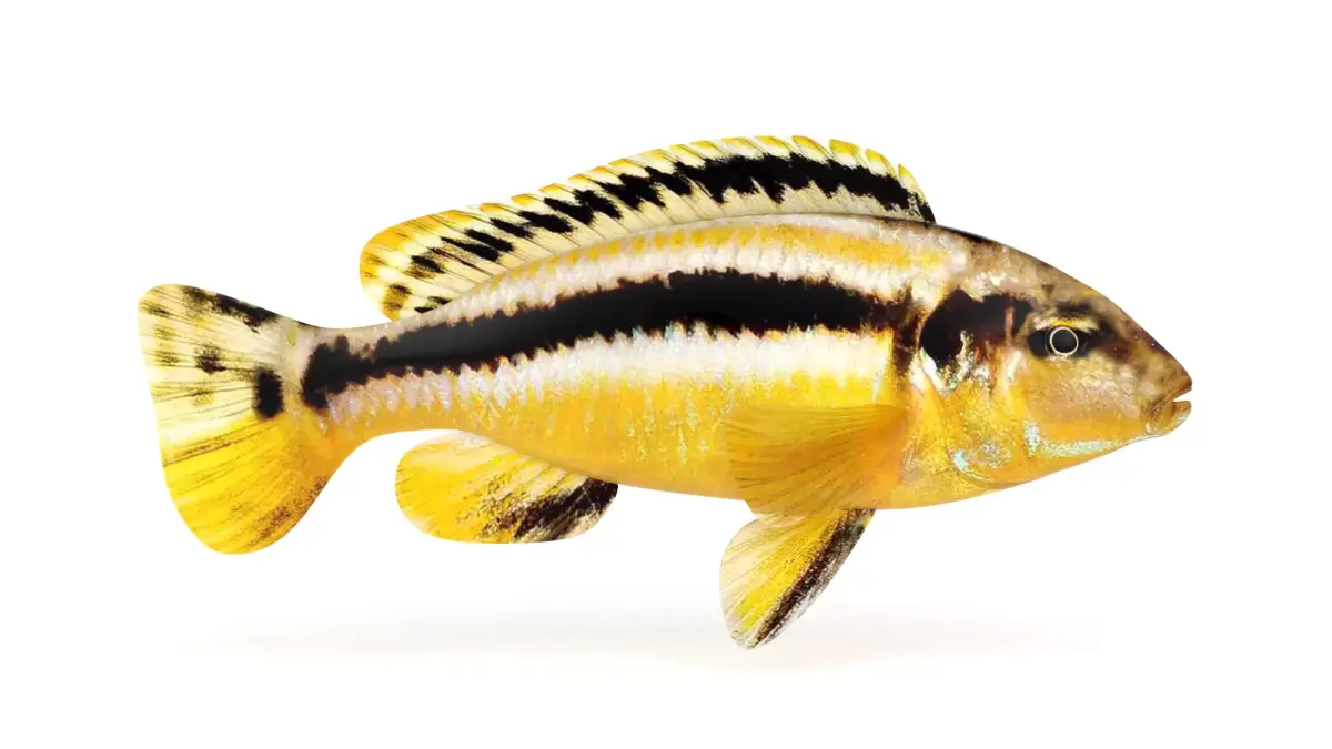 Auratus Fish 3D model