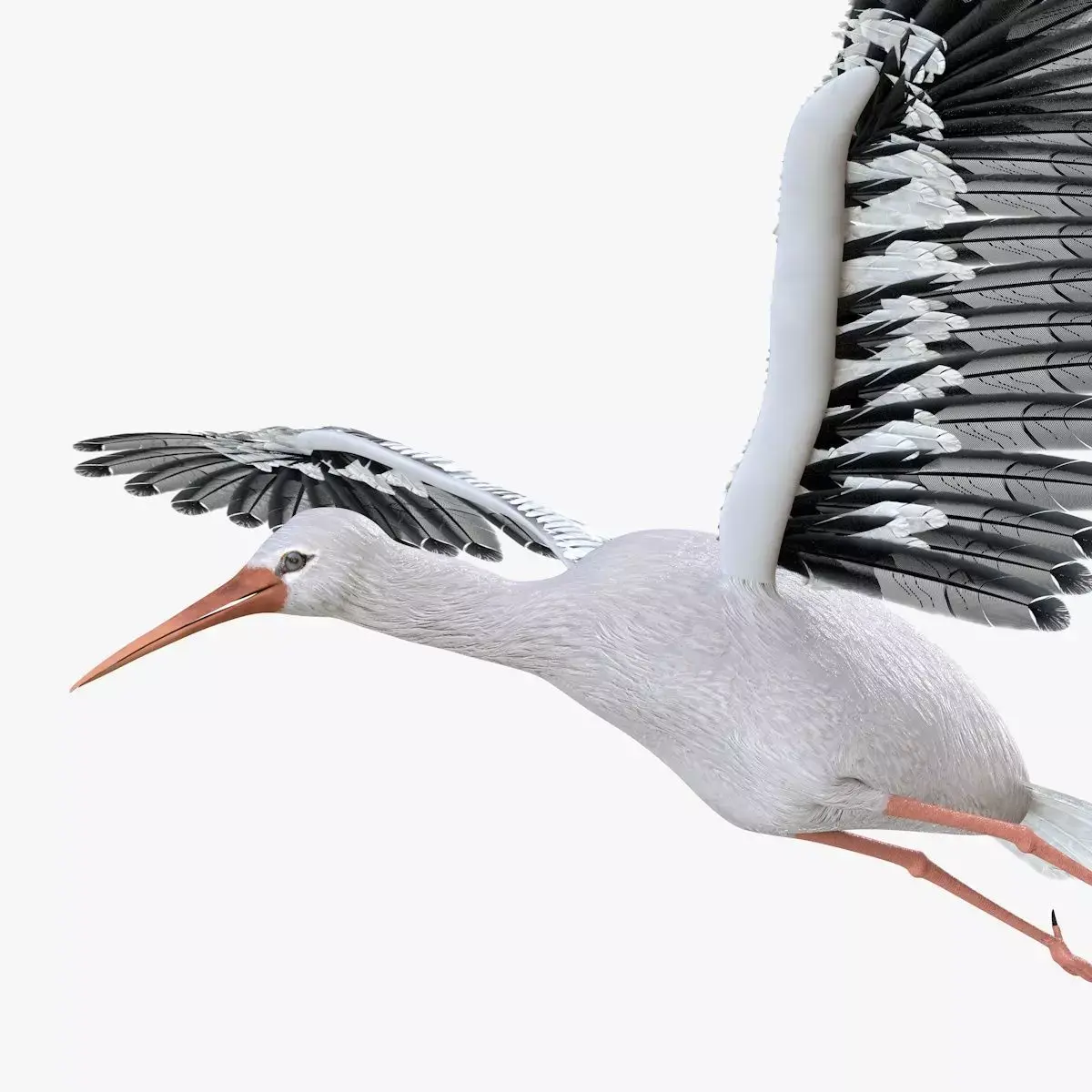 Stork bird rigged 3d model Low-poly 3D model