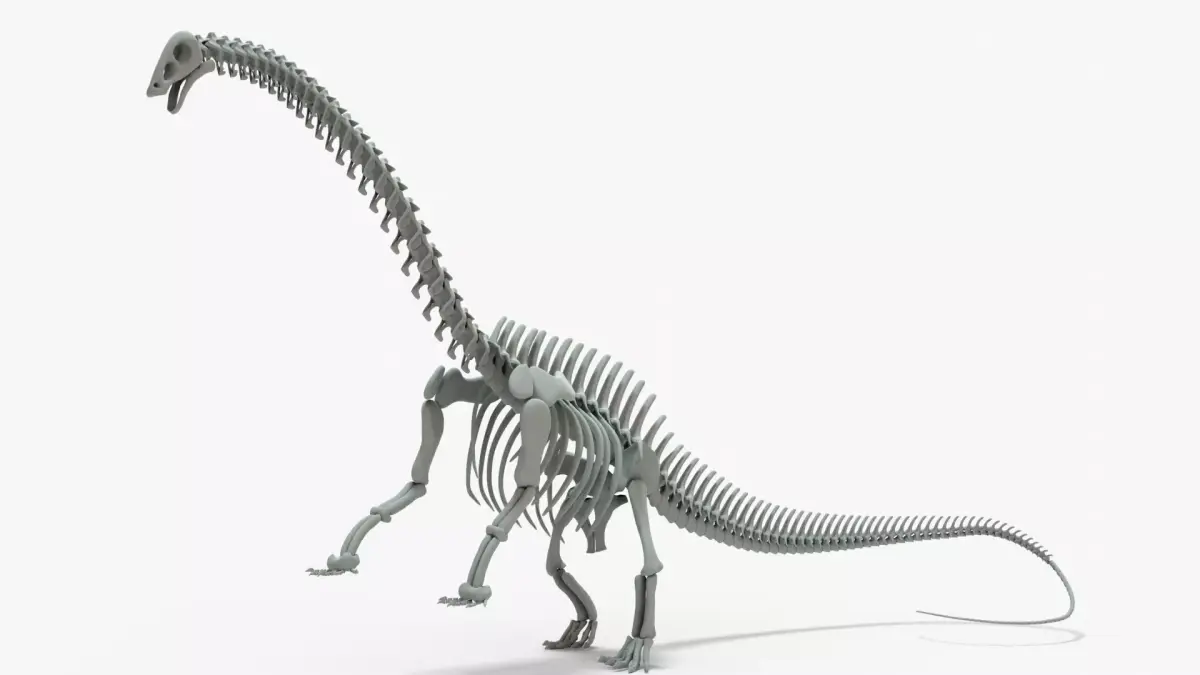 Brontosaurus Rigged Skeleton Low-poly 3D model