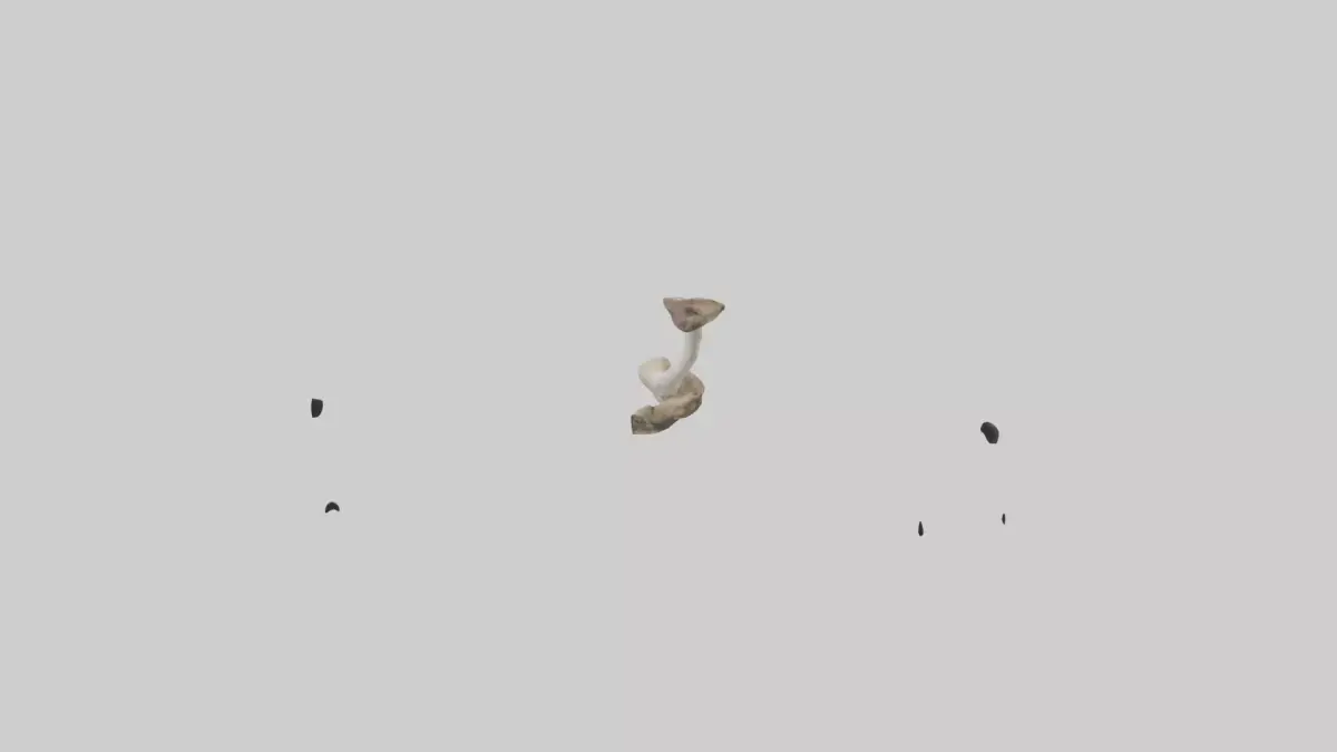 Kangaroo Femur Low-poly 3D model