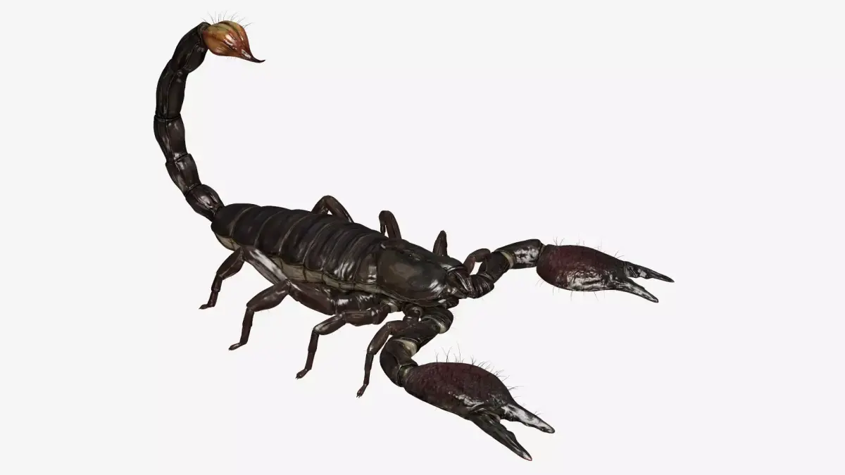 Emperor Scorpion Low-poly 3D model
