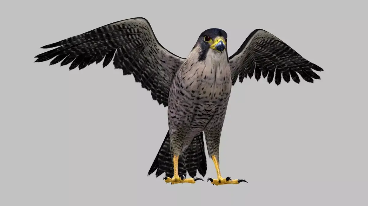 Realistic 3D Falcon Rigged Animated Fully Textured 3D model