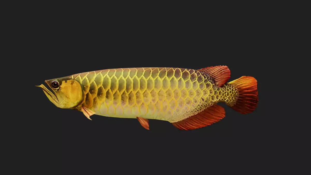 Arowana Low-poly 3D model