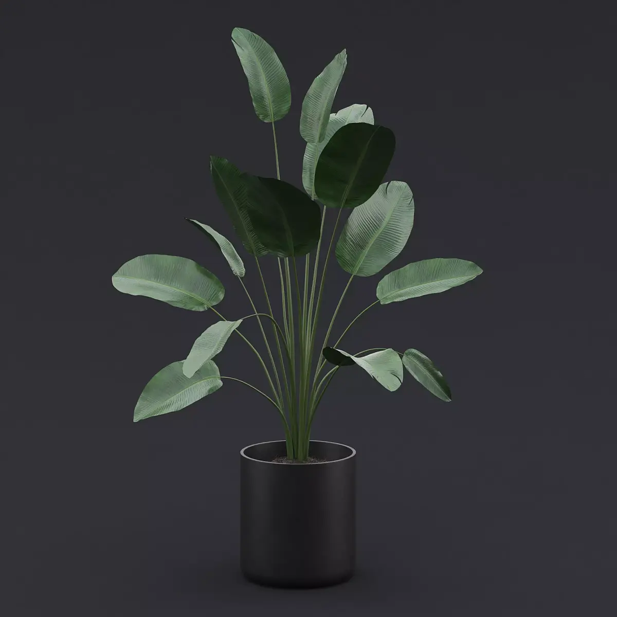 Bird Of Paradise I 3D model