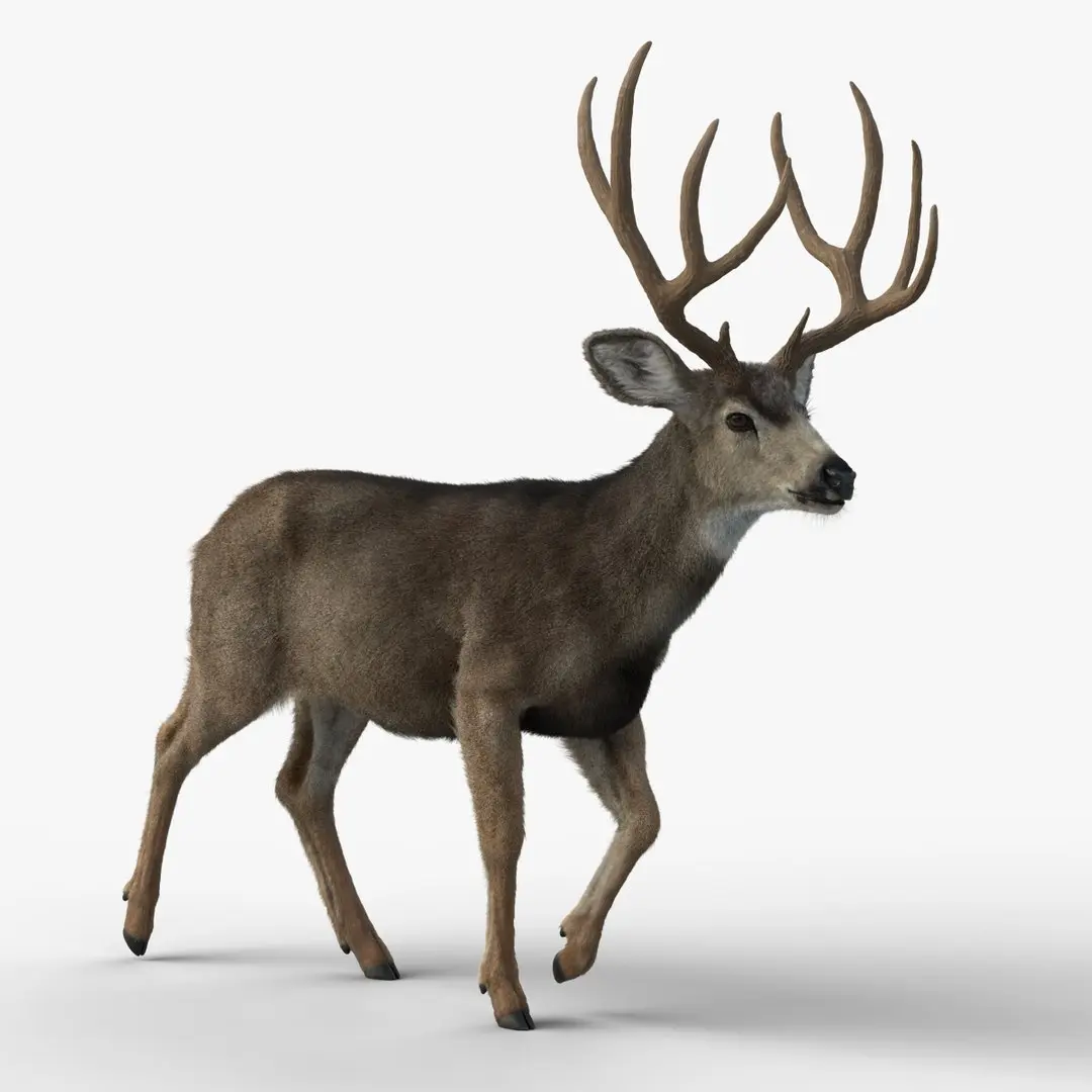 Mule Deer 3D model buy