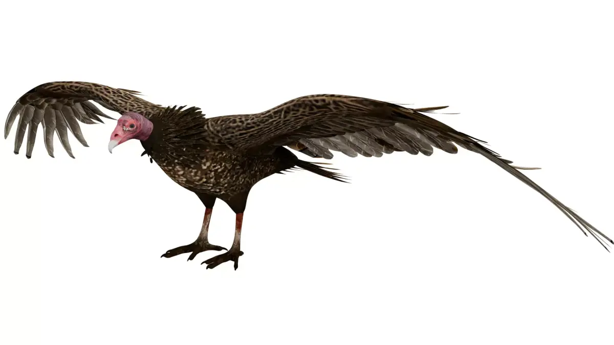 Vulture 3D model purchase