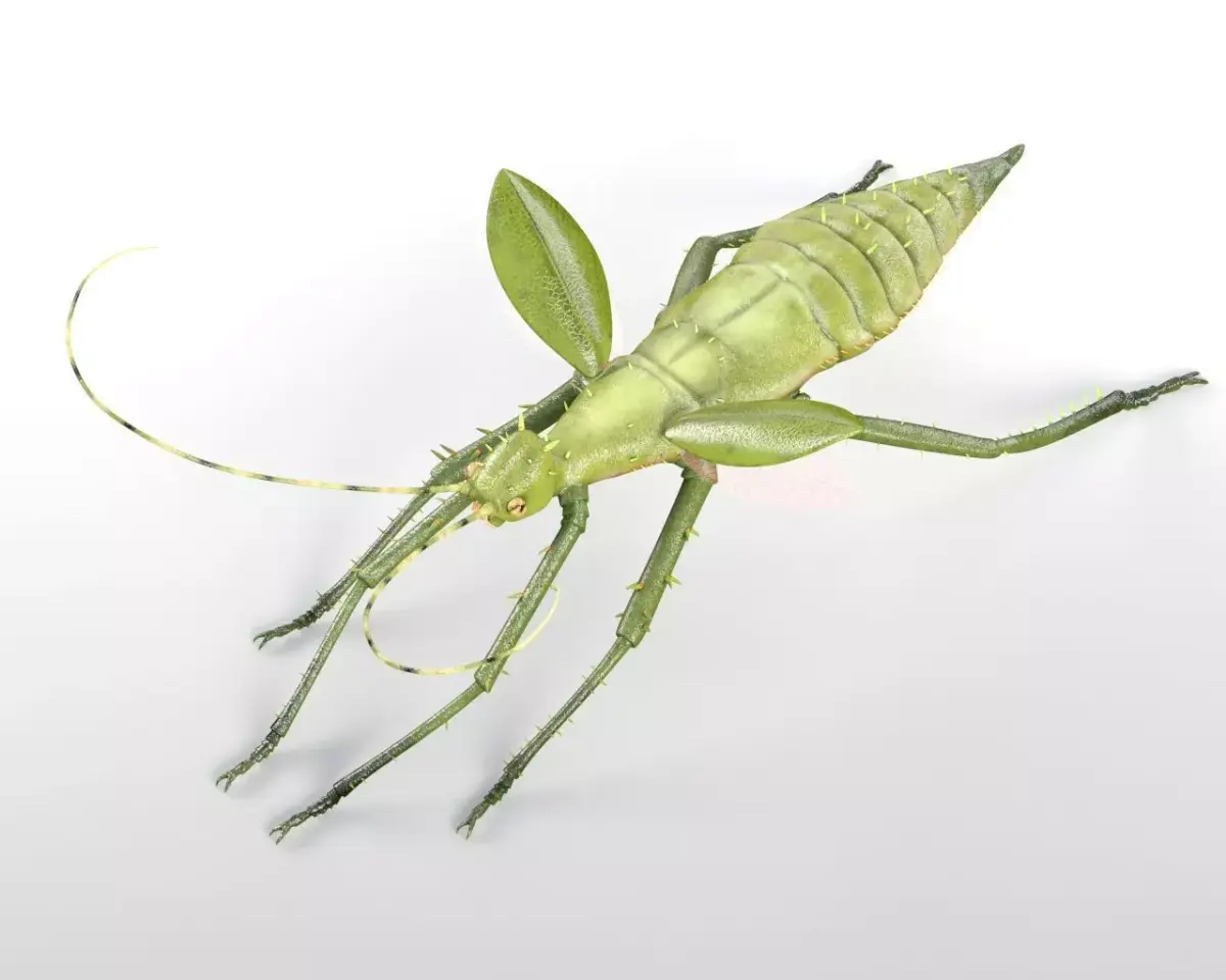 Jungle Nymph insect Low-poly 3D model