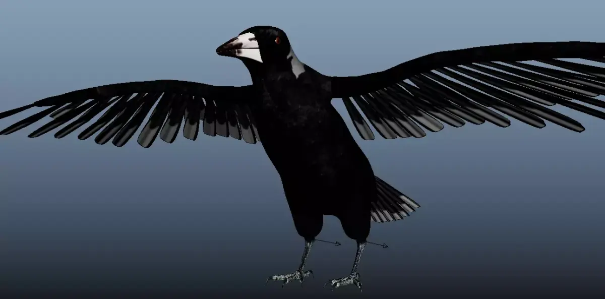 Australian Magpie Rigged 3D model