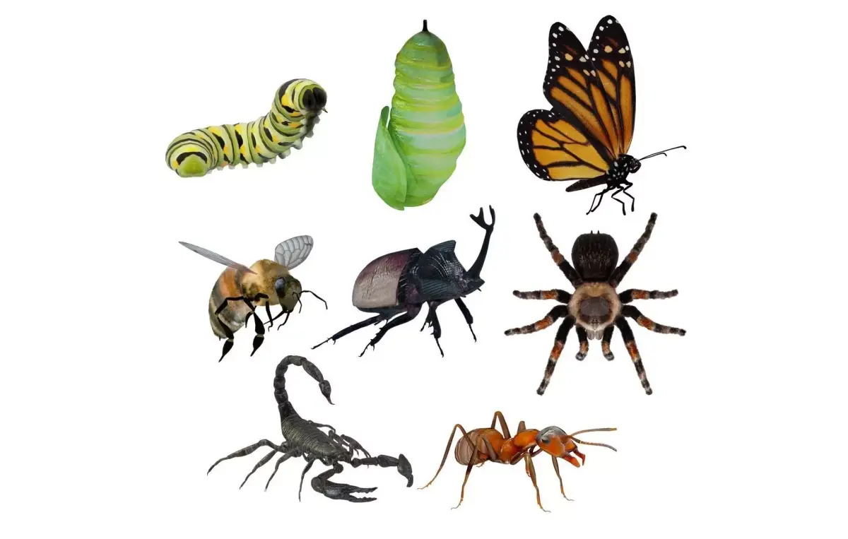Insects Pack Ultra 3D model