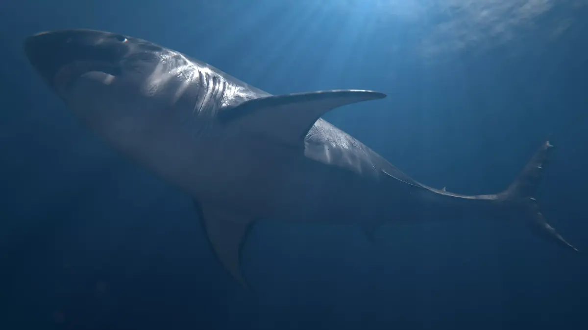 Realistic Great White Shark - Game Ready Rigged and Animated Low-poly 3D model