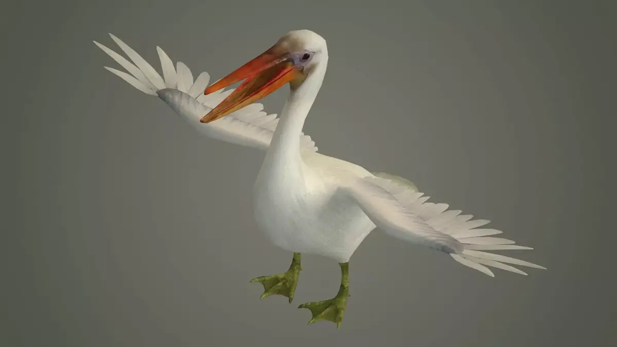 stork flamingo swan pelican cormorant bluetit pigeon  3D model
