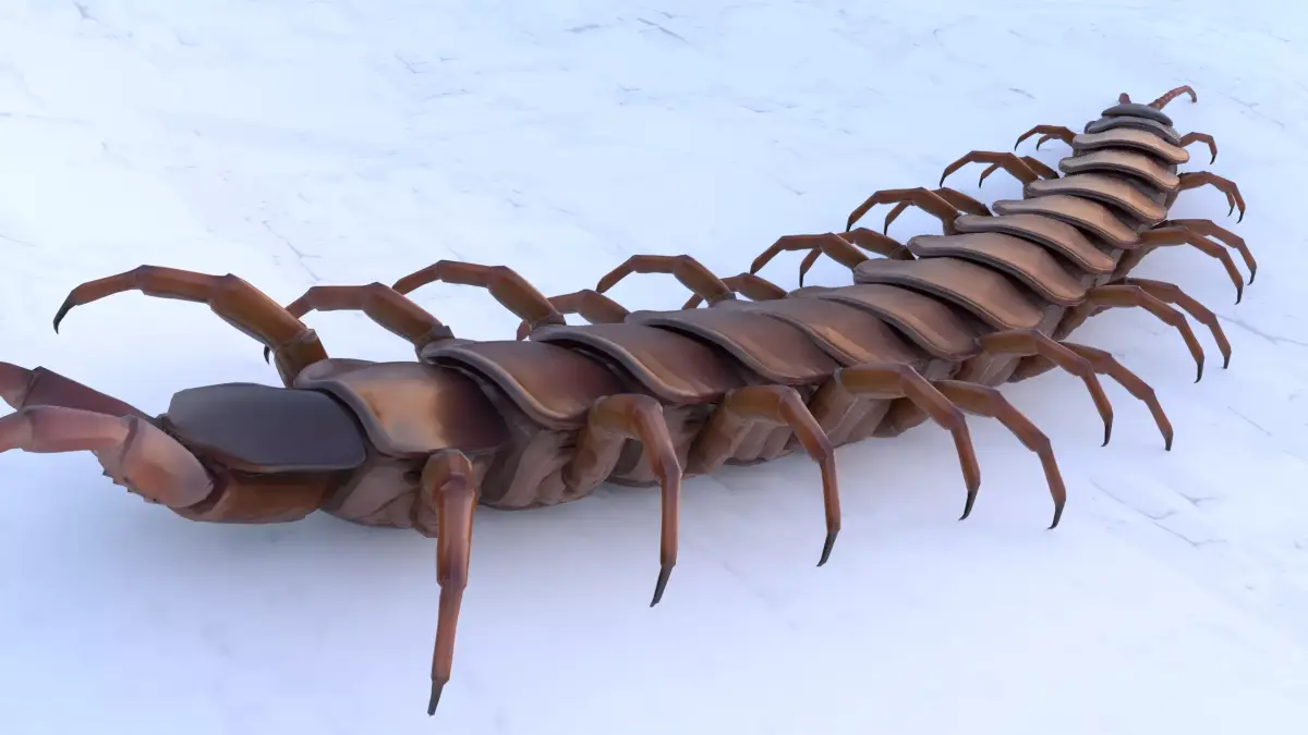 Centipede Rigged animated  Low-poly 3D model