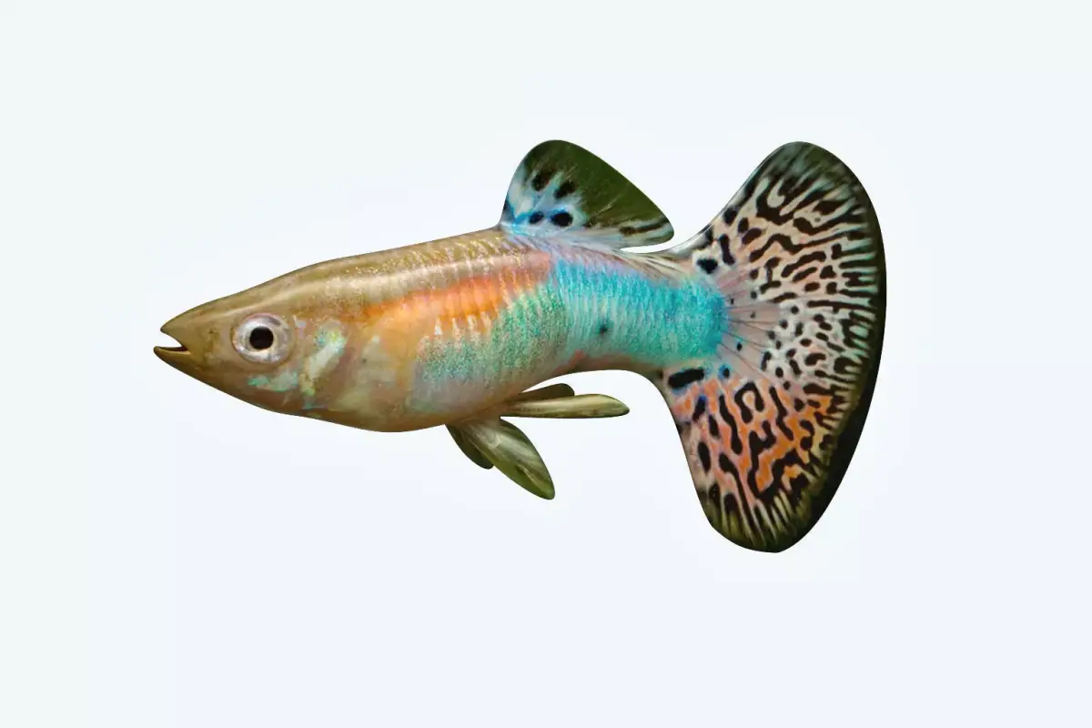 Guppy Fish 3D model purchase