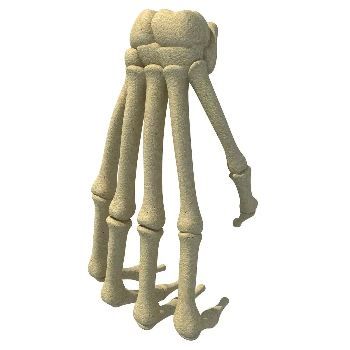 Bones of Animal Hand 3D model