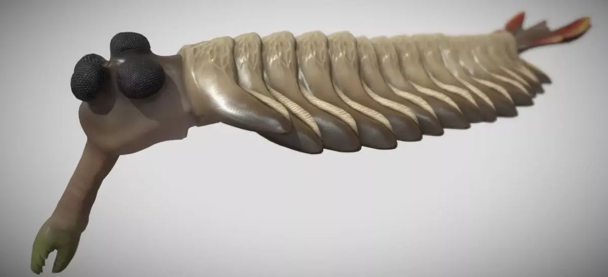 Opabinia Low-poly 3D model purchase